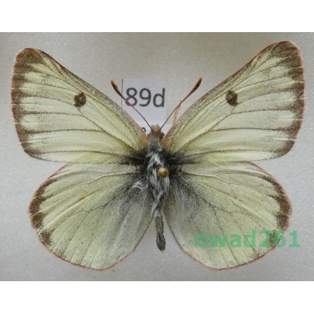 Colias nastes (Boisduval, 1832) Sweden89d